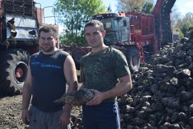 Сладкая страда в разгаре