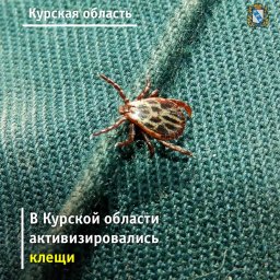 С приходом тепла проснулись клещи. С приходом тепла проснулись клещи.
