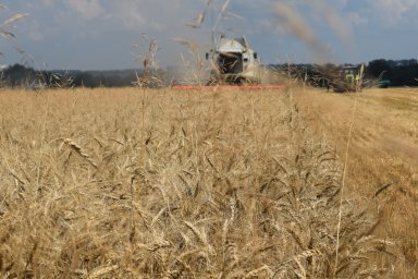 В Курской области в январе исследовали более 362 тыс. тонн зерновой продукции на наличие ГМО